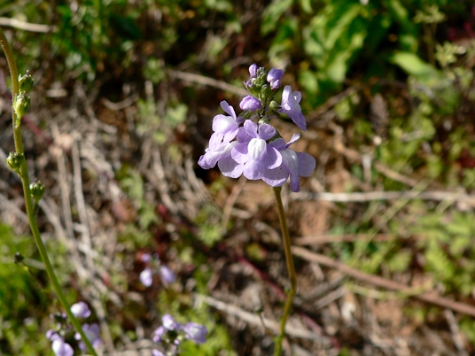 {Nuttallanthus canadensis}